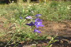 Delphinium ajacis
